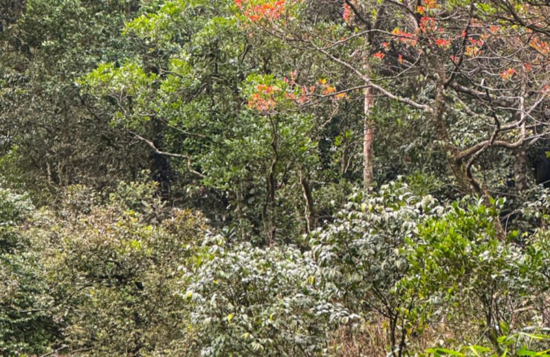 Agasthyarkoodam trek, photo from KeralaTrekking